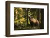 European brown bear (Ursus arctos), Notranjska forest, Slovenia-Sergio Pitamitz-Framed Photographic Print