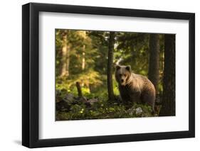 European brown bear (Ursus arctos), Notranjska forest, Slovenia-Sergio Pitamitz-Framed Photographic Print