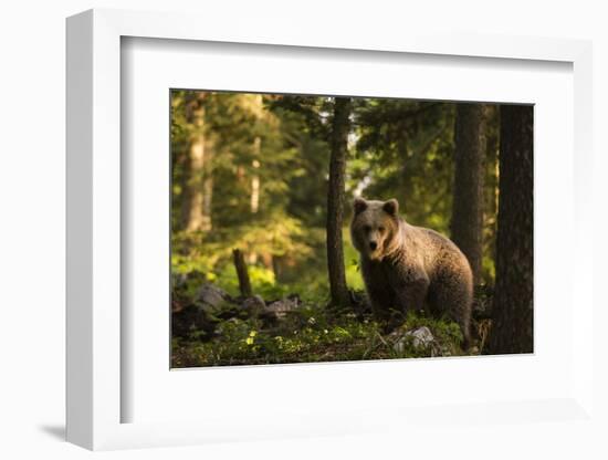 European brown bear (Ursus arctos), Notranjska forest, Slovenia-Sergio Pitamitz-Framed Photographic Print