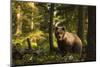 European brown bear (Ursus arctos), Notranjska forest, Slovenia-Sergio Pitamitz-Mounted Photographic Print