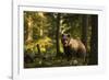 European brown bear (Ursus arctos), Notranjska forest, Slovenia-Sergio Pitamitz-Framed Photographic Print