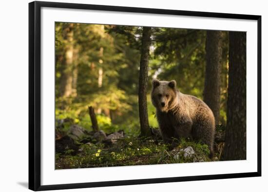 European brown bear (Ursus arctos), Notranjska forest, Slovenia-Sergio Pitamitz-Framed Photographic Print