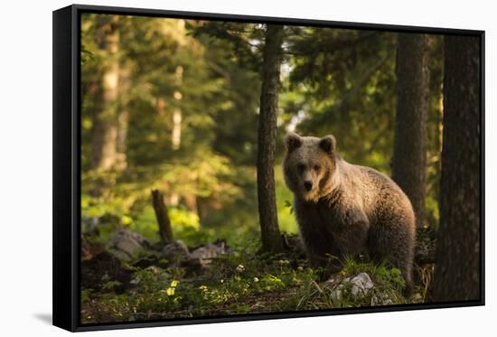 European brown bear (Ursus arctos), Notranjska forest, Slovenia-Sergio Pitamitz-Framed Stretched Canvas