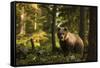 European brown bear (Ursus arctos), Notranjska forest, Slovenia-Sergio Pitamitz-Framed Stretched Canvas
