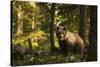 European brown bear (Ursus arctos), Notranjska forest, Slovenia-Sergio Pitamitz-Stretched Canvas