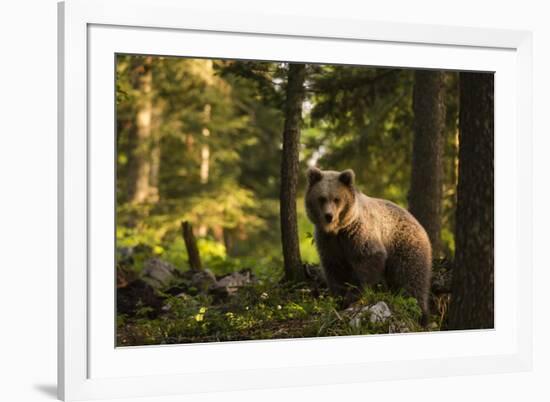 European brown bear (Ursus arctos), Notranjska forest, Slovenia-Sergio Pitamitz-Framed Photographic Print