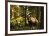 European brown bear (Ursus arctos), Notranjska forest, Slovenia-Sergio Pitamitz-Framed Photographic Print