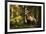 European brown bear (Ursus arctos), Notranjska forest, Slovenia-Sergio Pitamitz-Framed Photographic Print