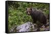 European brown bear (Ursus arctos), Slovenia, Europe-Sergio Pitamitz-Framed Stretched Canvas