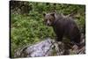 European brown bear (Ursus arctos), Slovenia, Europe-Sergio Pitamitz-Stretched Canvas