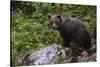 European brown bear (Ursus arctos), Slovenia, Europe-Sergio Pitamitz-Stretched Canvas