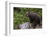 European brown bear (Ursus arctos), Slovenia, Europe-Sergio Pitamitz-Framed Photographic Print