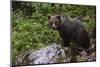 European brown bear (Ursus arctos), Slovenia, Europe-Sergio Pitamitz-Mounted Photographic Print