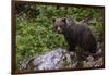 European brown bear (Ursus arctos), Slovenia, Europe-Sergio Pitamitz-Framed Photographic Print