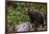 European brown bear (Ursus arctos), Slovenia, Europe-Sergio Pitamitz-Framed Photographic Print