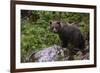 European brown bear (Ursus arctos), Slovenia, Europe-Sergio Pitamitz-Framed Photographic Print