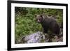 European brown bear (Ursus arctos), Slovenia, Europe-Sergio Pitamitz-Framed Photographic Print