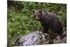 European brown bear (Ursus arctos), Slovenia, Europe-Sergio Pitamitz-Mounted Photographic Print