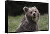 European brown bear (Ursus arctos), Slovenia, Europe-Sergio Pitamitz-Framed Stretched Canvas