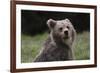 European brown bear (Ursus arctos), Slovenia, Europe-Sergio Pitamitz-Framed Photographic Print