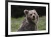 European brown bear (Ursus arctos), Slovenia, Europe-Sergio Pitamitz-Framed Photographic Print