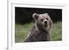 European brown bear (Ursus arctos), Slovenia, Europe-Sergio Pitamitz-Framed Photographic Print