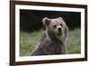 European brown bear (Ursus arctos), Slovenia, Europe-Sergio Pitamitz-Framed Photographic Print