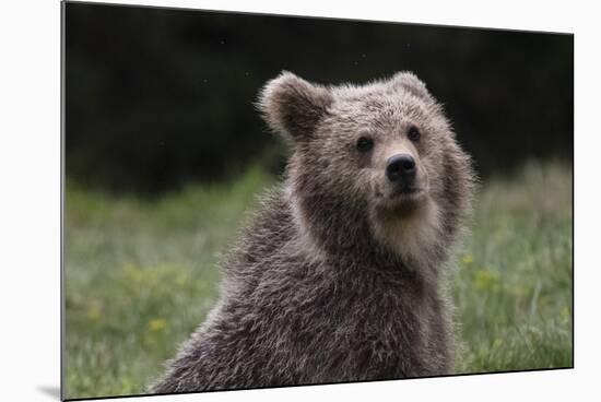 European brown bear (Ursus arctos), Slovenia, Europe-Sergio Pitamitz-Mounted Photographic Print