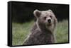 European brown bear (Ursus arctos), Slovenia, Europe-Sergio Pitamitz-Framed Stretched Canvas