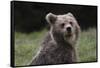 European brown bear (Ursus arctos), Slovenia, Europe-Sergio Pitamitz-Framed Stretched Canvas