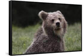 European brown bear (Ursus arctos), Slovenia, Europe-Sergio Pitamitz-Framed Stretched Canvas