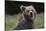 European brown bear (Ursus arctos), Slovenia, Europe-Sergio Pitamitz-Stretched Canvas