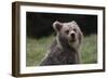 European brown bear (Ursus arctos), Slovenia, Europe-Sergio Pitamitz-Framed Photographic Print