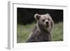 European brown bear (Ursus arctos), Slovenia, Europe-Sergio Pitamitz-Framed Photographic Print