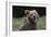 European brown bear (Ursus arctos), Slovenia, Europe-Sergio Pitamitz-Framed Photographic Print