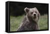 European brown bear (Ursus arctos), Slovenia, Europe-Sergio Pitamitz-Framed Stretched Canvas