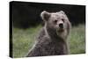 European brown bear (Ursus arctos), Slovenia, Europe-Sergio Pitamitz-Stretched Canvas