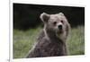 European brown bear (Ursus arctos), Slovenia, Europe-Sergio Pitamitz-Framed Photographic Print