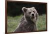 European brown bear (Ursus arctos), Slovenia, Europe-Sergio Pitamitz-Framed Photographic Print