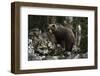 European brown bear (Ursus arctos), Slovenia, Europe-Sergio Pitamitz-Framed Photographic Print