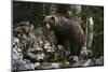 European brown bear (Ursus arctos), Slovenia, Europe-Sergio Pitamitz-Mounted Photographic Print