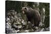 European brown bear (Ursus arctos), Slovenia, Europe-Sergio Pitamitz-Stretched Canvas