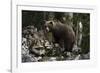 European brown bear (Ursus arctos), Slovenia, Europe-Sergio Pitamitz-Framed Photographic Print