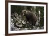 European brown bear (Ursus arctos), Slovenia, Europe-Sergio Pitamitz-Framed Photographic Print