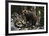 European brown bear (Ursus arctos), Slovenia, Europe-Sergio Pitamitz-Framed Photographic Print