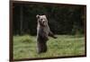 European brown bear (Ursus arctos), Slovenia, Europe-Sergio Pitamitz-Framed Photographic Print