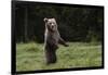 European brown bear (Ursus arctos), Slovenia, Europe-Sergio Pitamitz-Framed Photographic Print