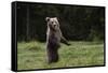 European brown bear (Ursus arctos), Slovenia, Europe-Sergio Pitamitz-Framed Stretched Canvas