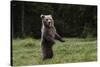 European brown bear (Ursus arctos), Slovenia, Europe-Sergio Pitamitz-Stretched Canvas