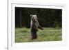 European brown bear (Ursus arctos), Slovenia, Europe-Sergio Pitamitz-Framed Photographic Print